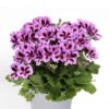 Pelargonia Angielska Aristo Lilac Purple - obrazek 4