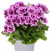 Pelargonia Angielska Aristo Lilac Purple - obrazek 3