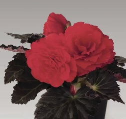 Begonia wiśniowa