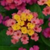 Lantana Shamrok różowo - złota - obrazek 4