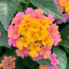Lantana Shamrok różowo - złota