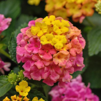 Lantana Shamrok różowa