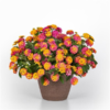 Lantana Shamrok różowo - złota - obrazek 2