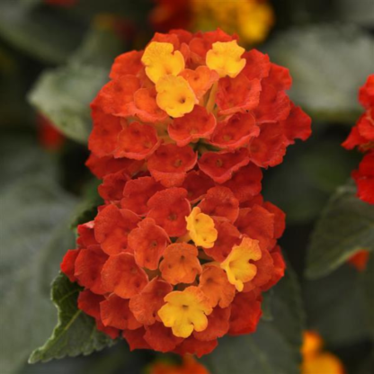 Lantana Shamrok czerwona