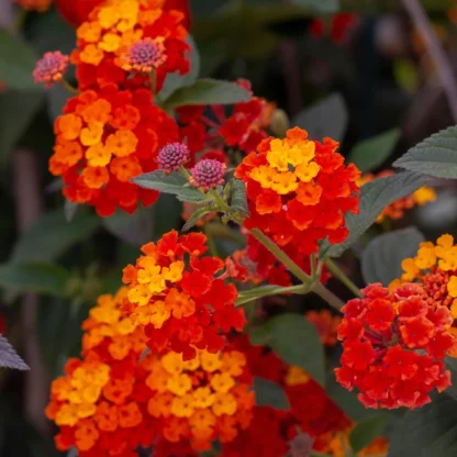 Lantana Shamrok czerwona - obrazek 2