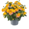 Lantana Shamrok różowo - złota - obrazek 3