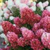 Hortensja bukietowa Fire Light - obrazek 4
