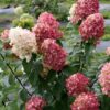 Hortensja bukietowa Fire Light - obrazek 3