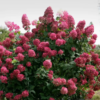 Hortensja bukietowa Fire Light - obrazek 2