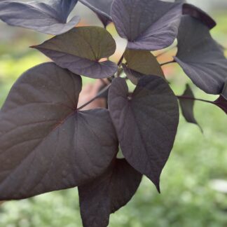 Ipomea wilec burgundowy
