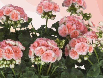 Pelargonia różyczkowa Rosebud Astrid - obrazek 3