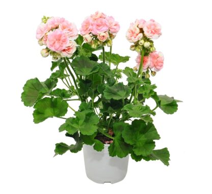 Pelargonia różyczkowa Rosebud Astrid - obrazek 4