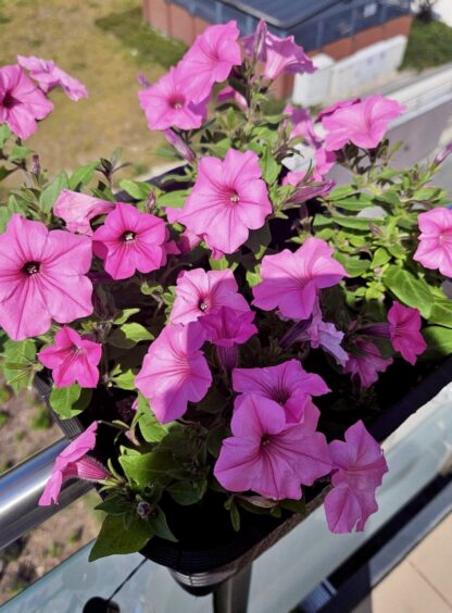 Zestaw 12x Supertunia Vista Bubblegum - obrazek 5
