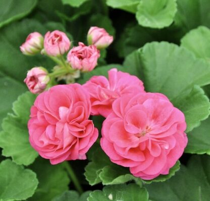 Zestaw pelargonii różyczkowych 12 szt - obrazek 3