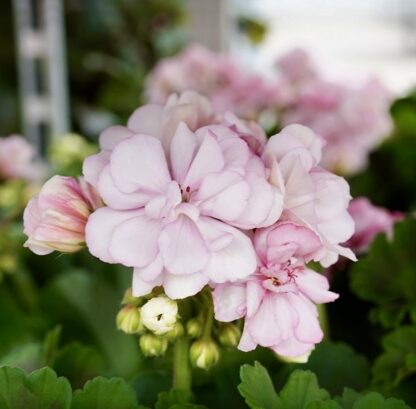 Zestaw pelargonii różyczkowych 12 szt - obrazek 4