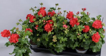 Zestaw 12x pelargonia kaskadowa czerwona - obrazek 2