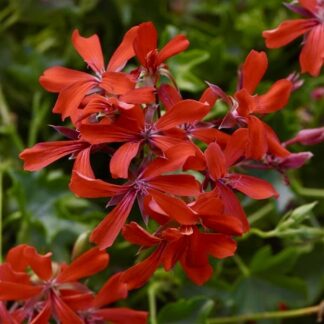 Zestaw 12x pelargonia kaskadowa czerwona