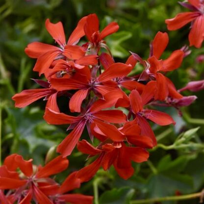 Zestaw 12x pelargonia kaskadowa czerwona