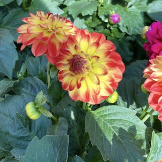 Dalia pomarańczowa tropical