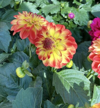 Dalia pomarańczowa tropical