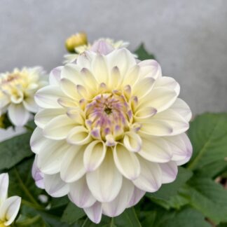 Dalia biała