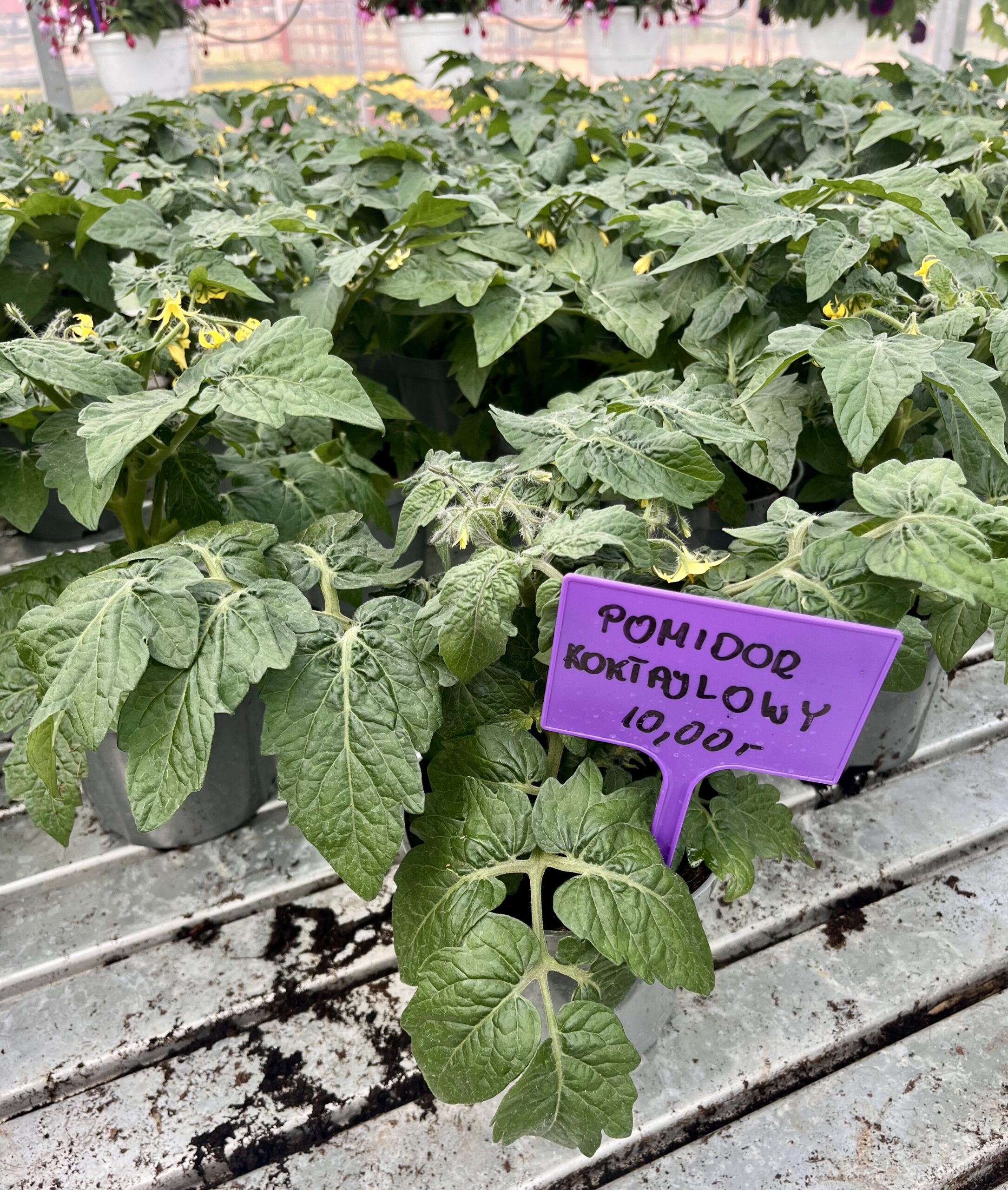 Pomidor koktajlowy Strongboy - obrazek 3