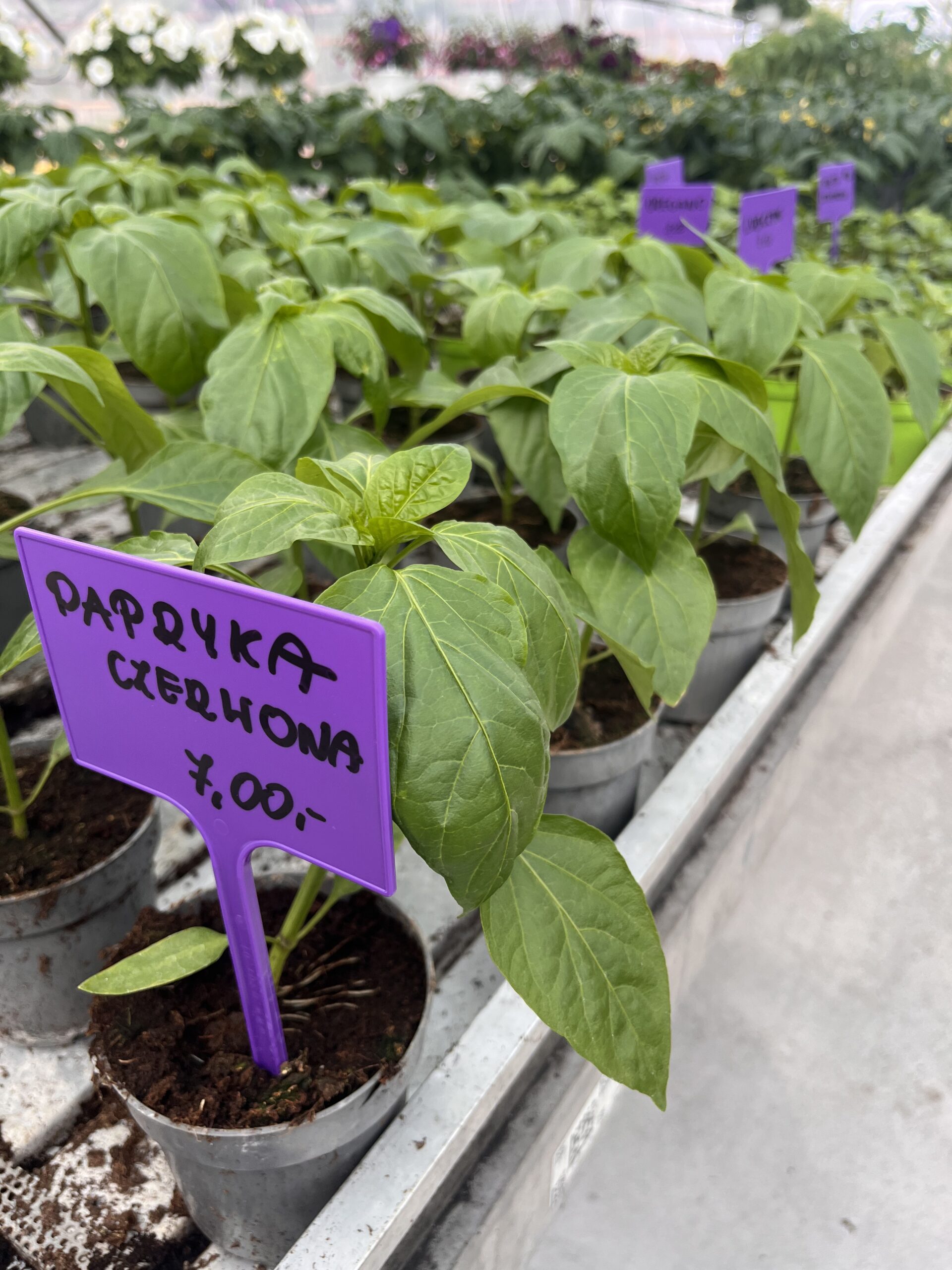 Papryka czerwona Yecla - obrazek 4