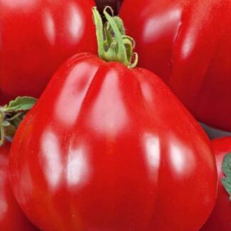 Pomidor gruntowy Red Pear