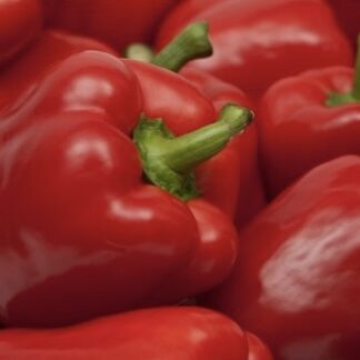 Papryka czerwona Yecla