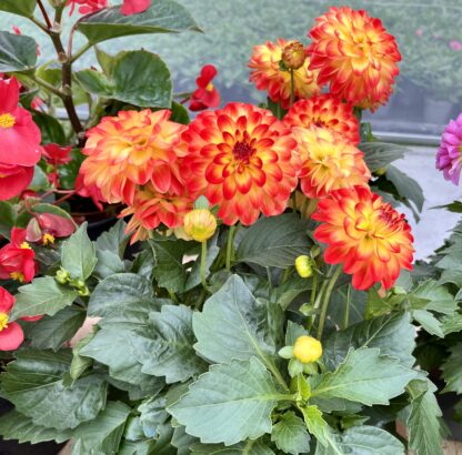 Dalia pomarańczowa tropical - obrazek 2