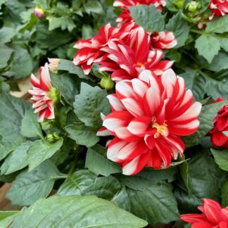 Dalia czerwono biała