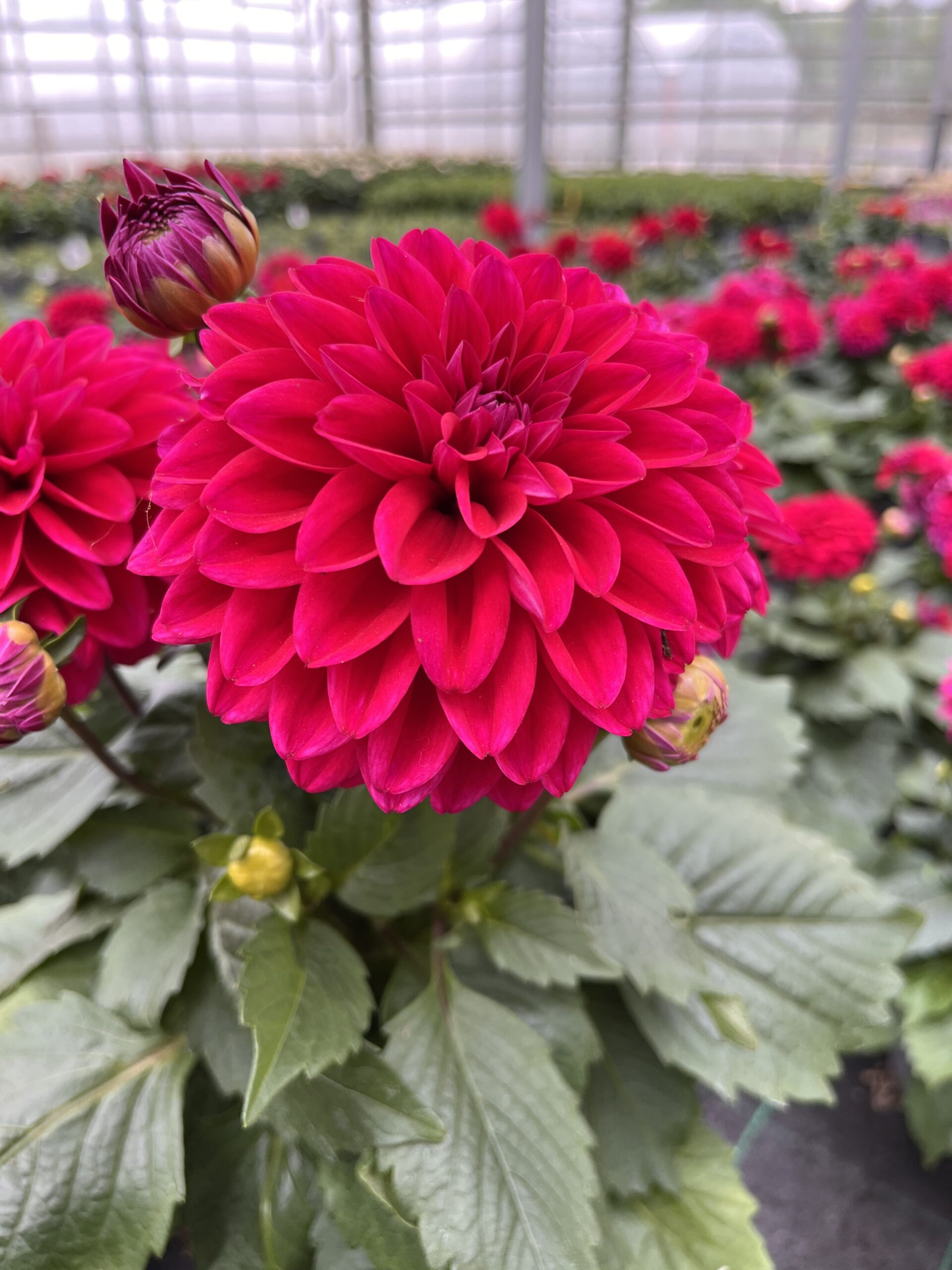 Dalia burgundowa - obrazek 4