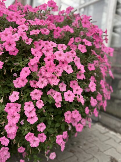 Zestaw 12x Supertunia Vista Bubblegum - obrazek 4