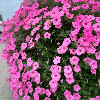 Zestaw 12x Supertunia Vista Bubblegum