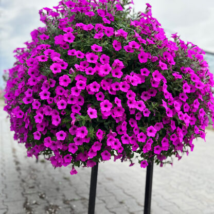 Zestaw 16x Supertunia Vista Jazzberry - obrazek 3