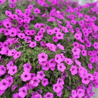Zestaw 12x Supertunia Vista Jazzberry