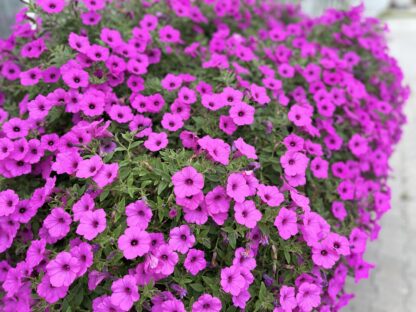 Zestaw 16x Supertunia Vista Jazzberry