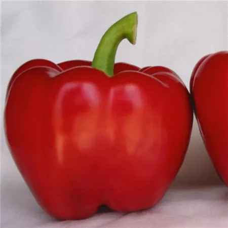 Papryka czerwona Yecla - obrazek 3
