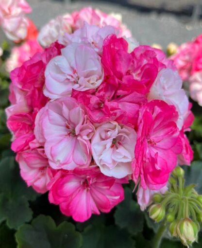 Zestaw pelargonii różyczkowych 12 szt - obrazek 5