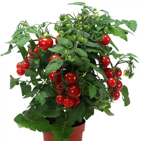 Pomidor koktajlowy Strongboy - obrazek 2