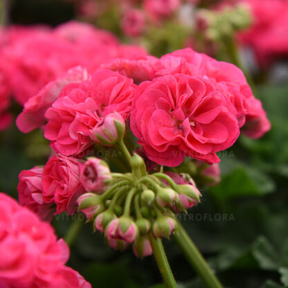 Zestaw pelargonii różyczkowych 12 szt - obrazek 6