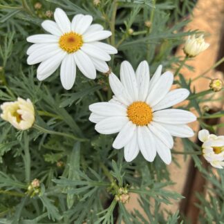 Margaretka agyrantherum biała