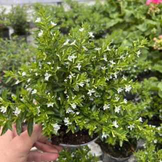 Kompozycja jesienna lime