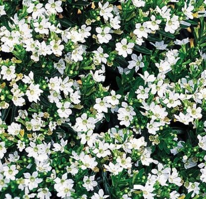 Kufea hyzopolistna biała - obrazek 3