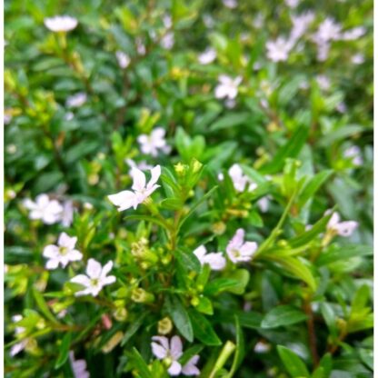 Kufea hyzopolistna biała
