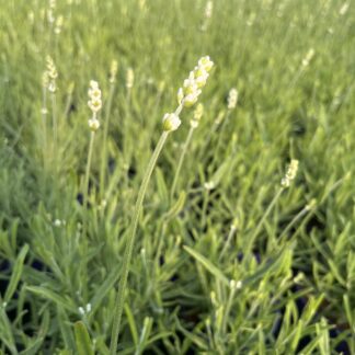 Lawenda biała Early White