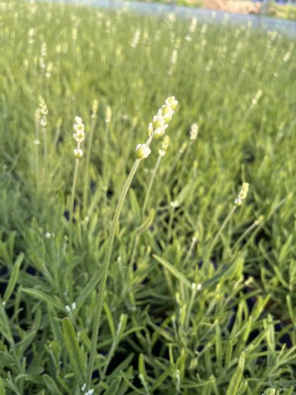 Lawenda biała Early White