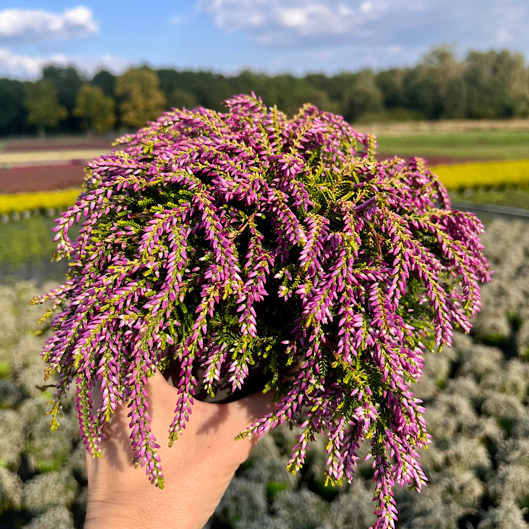Wrzos zwisający różowy