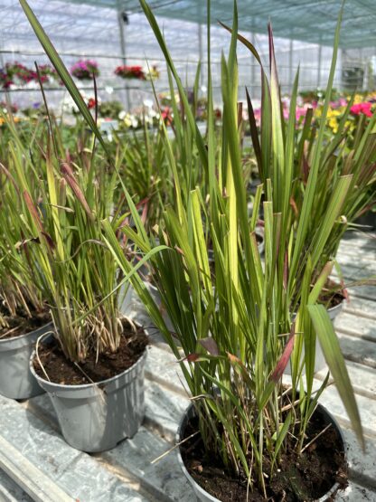 Imperata Red Baron - obrazek 6