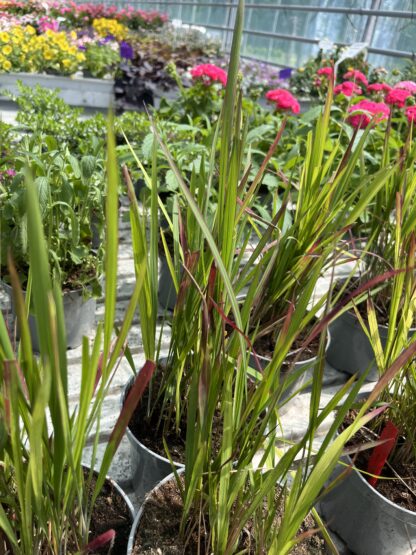 Imperata Red Baron - obrazek 5